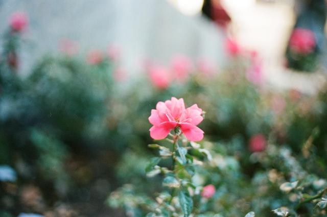 A pink flower with shallow depth of field.