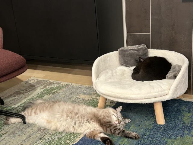 Large white circular couch with a round black cat on it and a white fluffy Siamese cat on the ground next to the couch. 