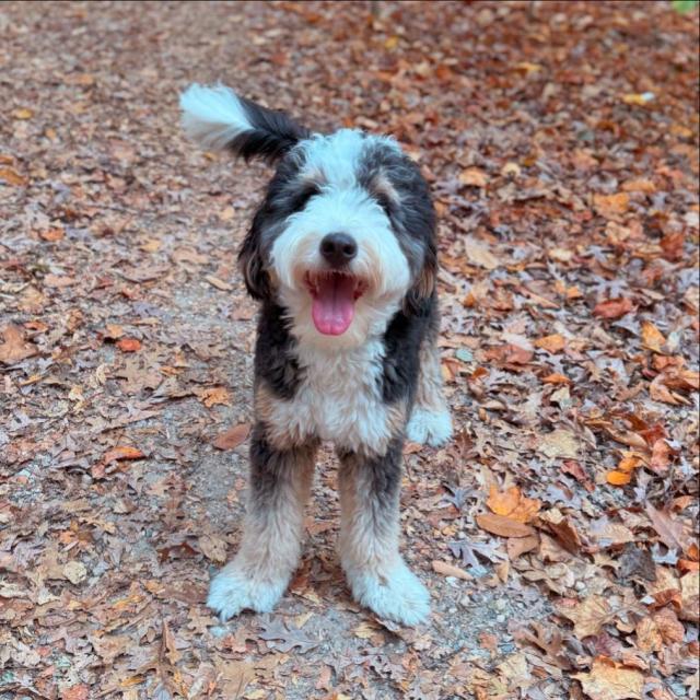A happy black white and tan dog surrounded by brown leaves