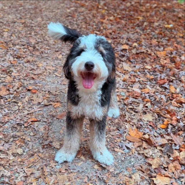 A happy black white and tan dog surrounded by brown leaves