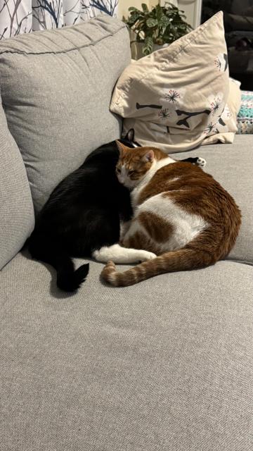 A tuxedo cat and an orange cat sleeping on the couch together.