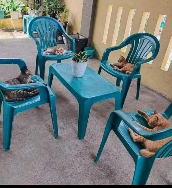 Photo of four patio chairs around a plastic patio table, and there is a cat laying down on each one of them.