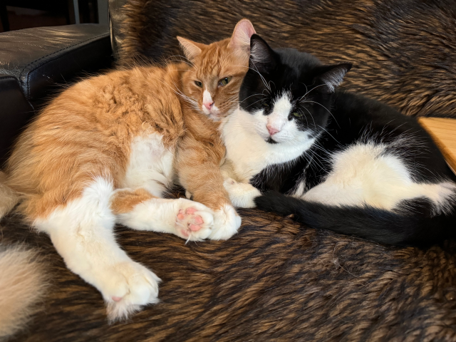 Cats side by side on a couch, snuggled up close together - an orange & white cat, and a black & white cat. 