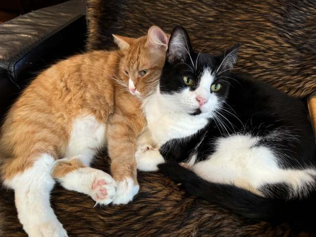 Cats side by side on a couch, snuggled up close together - an orange & white cat, and a black & white cat. 