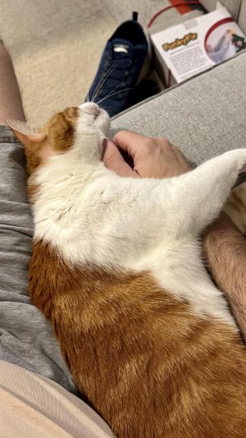 An orange cat laying beside a human lap, the human’s arms under the cat’s neck as if a gentle massage and the cat’s front legs wrapped gently around the arm. There is peace, there is love, and there is sleep.