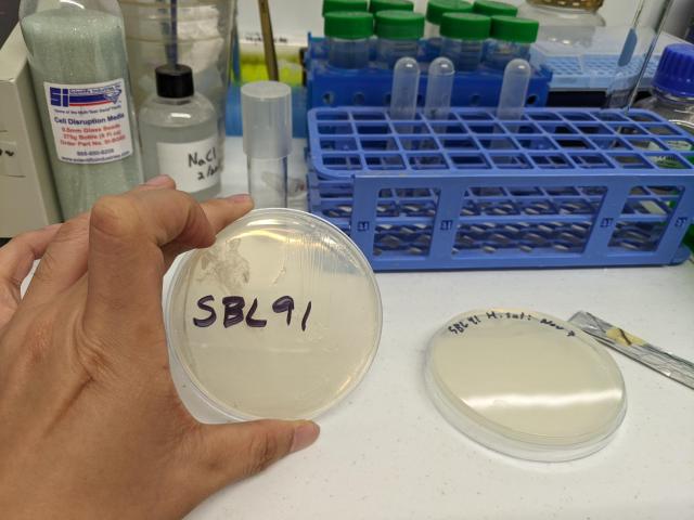 First round of new Archaea cells struck out at Binomica labs in white plastic lab bench 