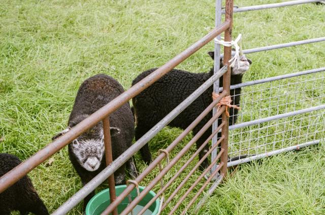 Two small but fluffy black sheep behind metal bars. One is looking at the camera while the other is seemingly trying to eat the string that keeps the gate closed.