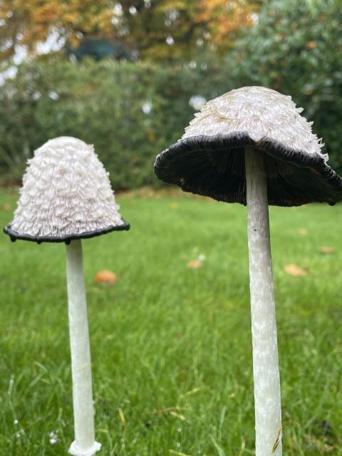 Two "Shaggy Mane" fungi on a lawn. They have long white stems then a shaggy white top and a black underneath.
Behind are soft focused trees and hedge.