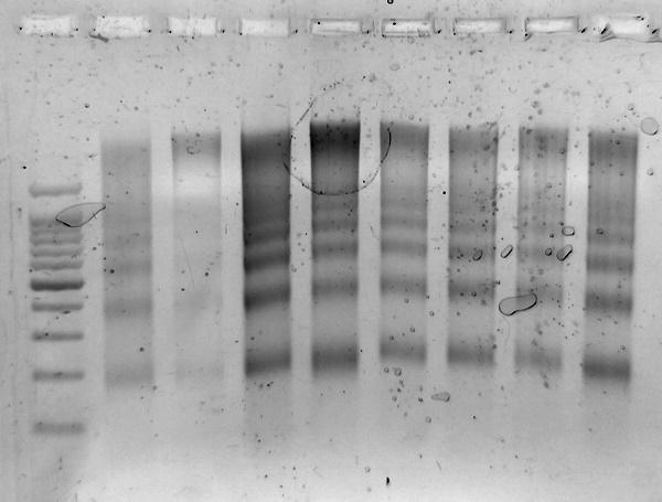 black and white image of agarose gel showing distinct bands of DNA of sizes ~ 180 bp as expected of apopotic DNA.