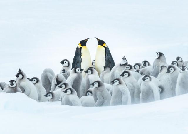 penguin daycare