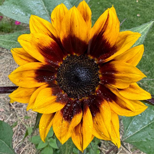 Water droplets in an open sunflower, gold and dark amber petals. 