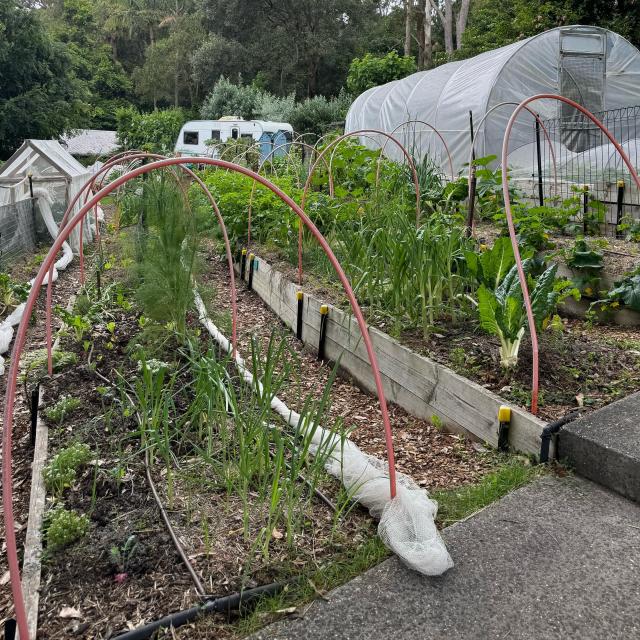 Terraced vegetable beds up a slope with curved pipe in rows like whale ribs to hold netting. 