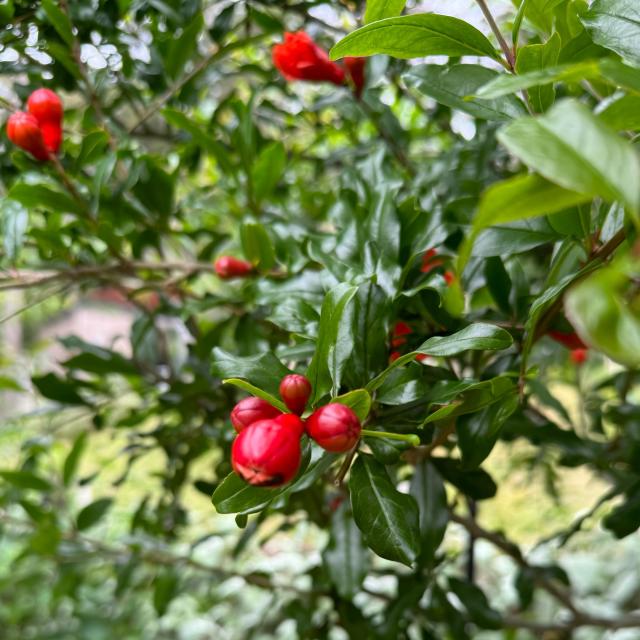 Pomegranate at at early stage, tiny pear shaped buds coloured like rubies.