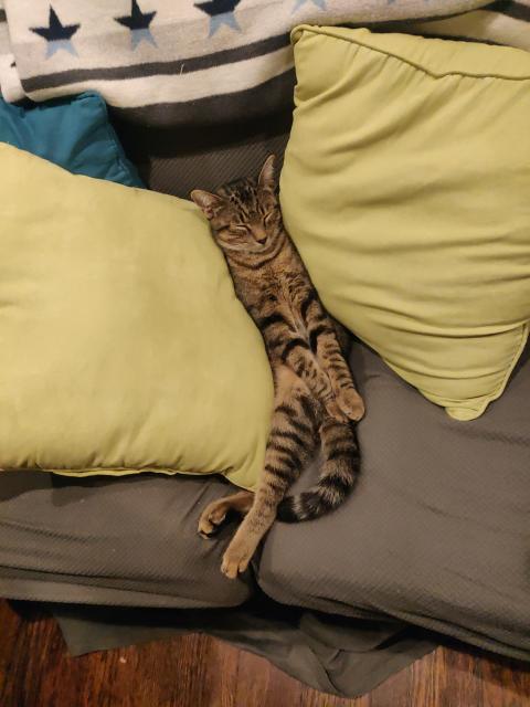 A tabby kitten (6 months old) asleep on a couch. There are two green throw pillows on either side of him, propping him up, and he is sleeping in a seated position (human seating, not cat seating). His back and head are against the rear cushion, his butt and legs and tail are on the bottom cushions. 