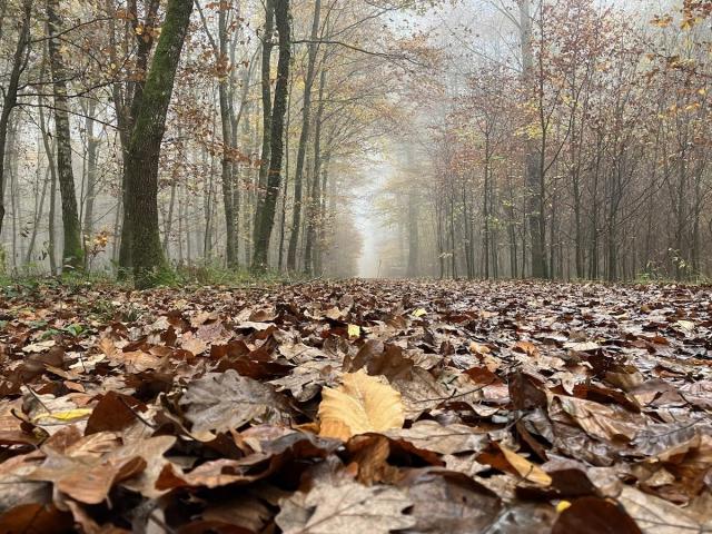 Photo of a misty forest on a Saturday in November. The photo is taken at ground level, covered with golden beech leaves and grey oak leaves. The trees are almost leafless, and the fog passes between the trunks.