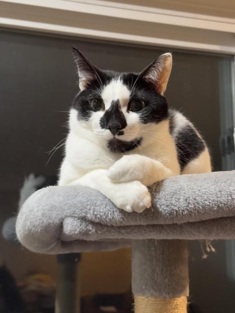 A black and white cat sitting on a fuzzy grey cat tree and crossing his paws in front of him