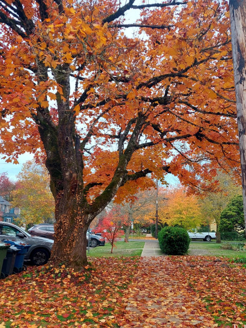 A Golden orange maple street tree with a circle of fallen leaves surrounding it.