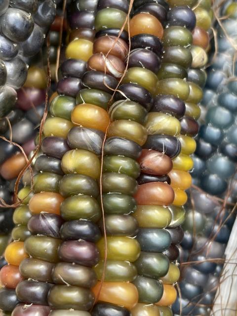 The image features a close-up of colorful kernels of corn, showing a variety of hues including purple, green, blue, pink, red, yellow, and brown, arranged in rows. 