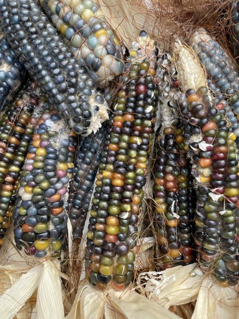 A close-up of several colorful ears of ornamental corn, showcasing a variety of hues including blue, purple, green, yellow, and red, with visible silk and husks.