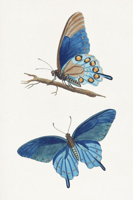 Two large blue butterflies to a light grey background. 