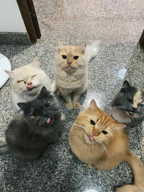 blep cats