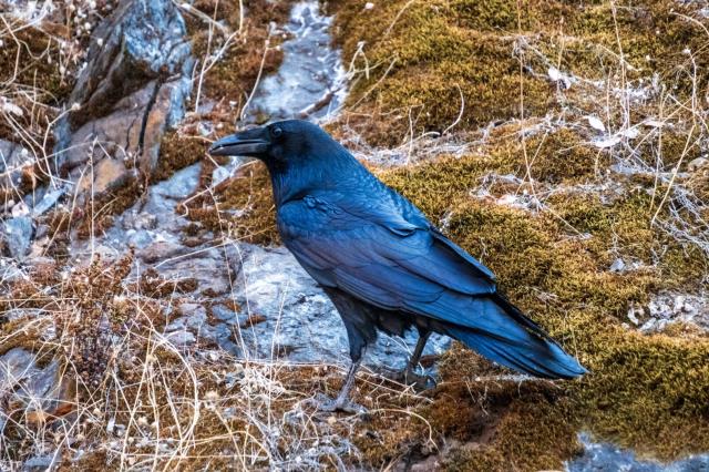 A raven sits on scrubby rock. [Fuji X-T5 / Tamron 18-300]