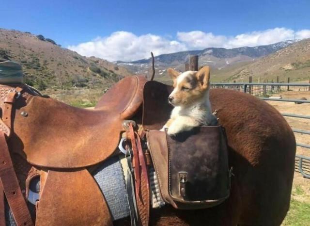 dog on horse