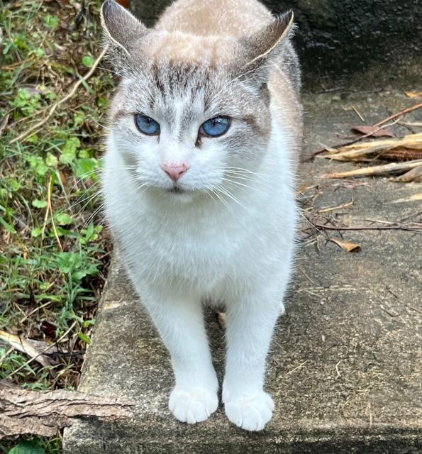 A fluffy cat with blue eyes stands on a stone surface, surrounded by greenery. The cat has a white and light brown fur pattern.