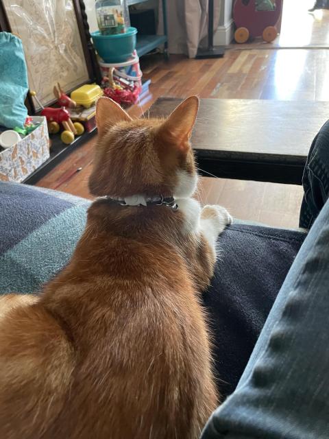 A ginger cat is resting on a couch, looking out towards a well-lit room. The scene includes wooden flooring and colorful toys scattered around.