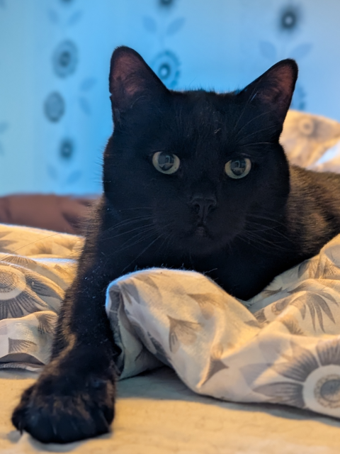 A black cat lying on the bed. His right paw is sticking out towards the camera while the rest of his body is lying on the blanket.