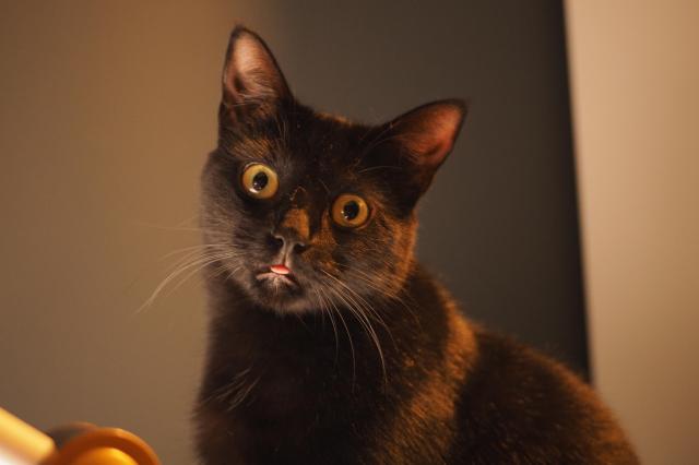 A black cat, lit from below, looking directly at the camera, his eyes are wide open with a bewildered look, and his little tongue is slightly peeking out, providing a very goofy blep. 