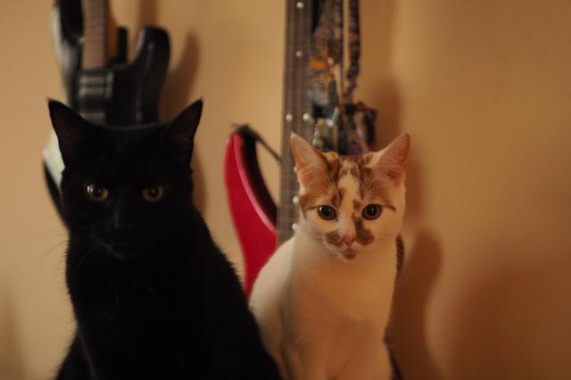 A black cat in the foreground, sitting and looking directly at the camera, a layer behind him is his sister, a white cat with orange spots, also looking at the camera. Their cute facades hide their criminal minds.