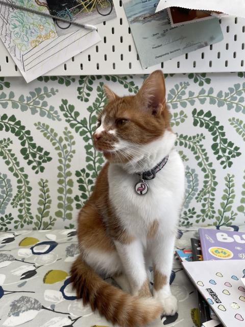 A ginger and white cat sits on a patterned surface, looking to the side. The background features a green leafy wallpaper and various papers pinned on a board, along with some books and a colorful fabric underneath the cat.