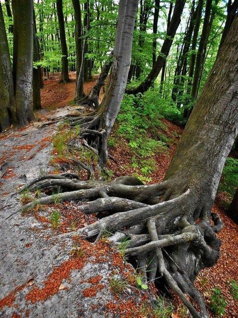 En forêt, des arbres aux racines enchevêtrées