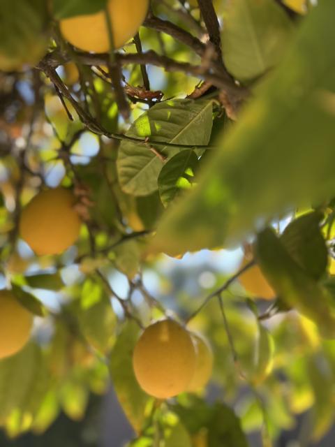 Closeup foto of plump yellow lemons hanging in tree thru a veil of leaves and thin branches. 