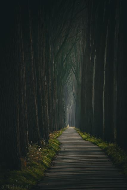 A long, narrow path lined with tall dark trees. The path stretches into the distance, disappearing into a hazy mist. 