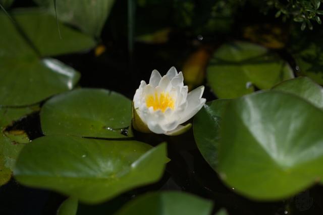 Water-lily with bright white petals and yellow center floating on a water surface surrounded by shiny dark-green big round leaves.