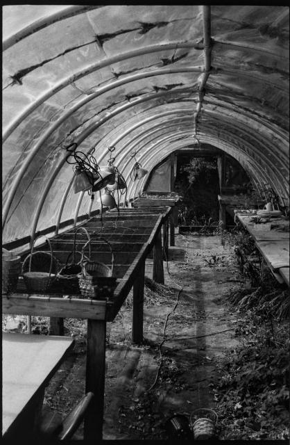 Black and white film photograph from inside a dormant tunnel greenhouse, made of an arched PVC frame covered in plastic, with a line of tables and lights and dirt floor below. Taken on a Pentax KX with Hp5 35mm Film at 1600 ISO.