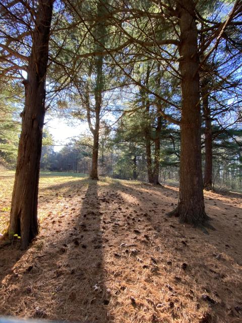 A pine grove backlit by the sun. The floor is covered in brown pine needles and pine cones, and the long shadows of the trees are coming towards us. 