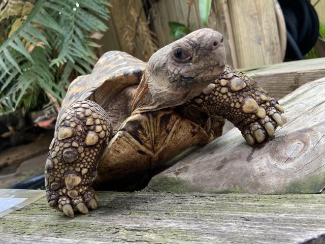 A tortoise reaching up on their front legs to get a closer look at us. The legs are covered in small and large brown and yellow scales. The head is fully extended from the shell and turning a bit to the left, giving us side eye. 