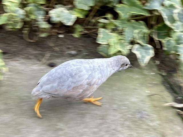 A small pale gray bird with yellow feet, running to the right. The feet and background are blurry because it was moving fast, but somehow I managed to move the camera at the same pace as the body, which is pretty clear. 