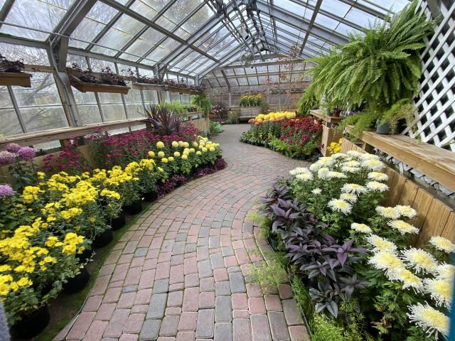 A curving brick path under a greenhouse structure, with tons of beautiful flowers on both sides, mostly yellow and purple on the left, and cream on the right, with some ferns at the top right. 