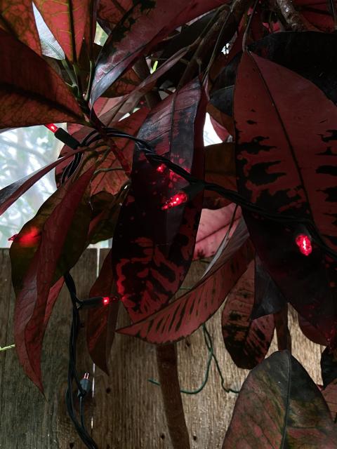 Looking up under a garden croton plant with purply red leaves, with a string of red fairy lights. 