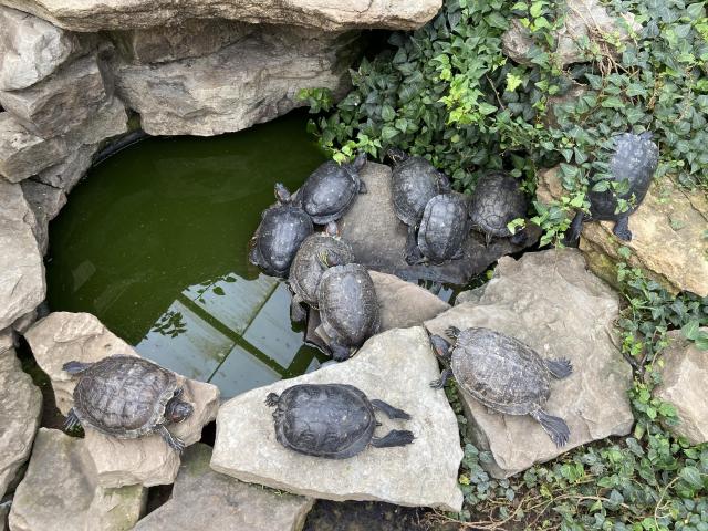 Looking down at a water feature surrounded by rocks and turtles. Some turtles are piled on top of each other in the center, while the large stones in front each have a single large turtle in full sploot position, with hind legs sticking out. 