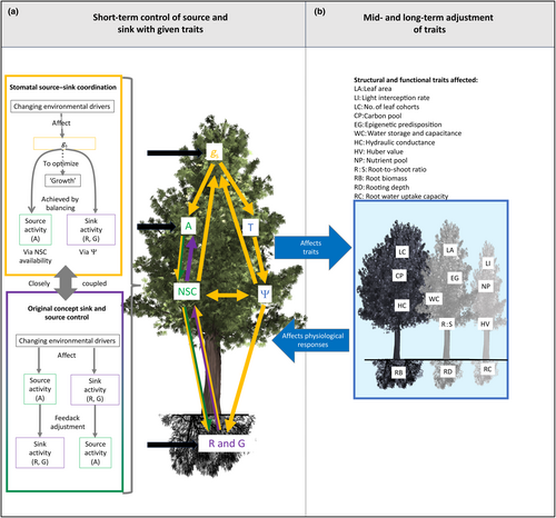 Scheme that explains the linkage between short term control of source sink relationships with longer term trai t adjustment