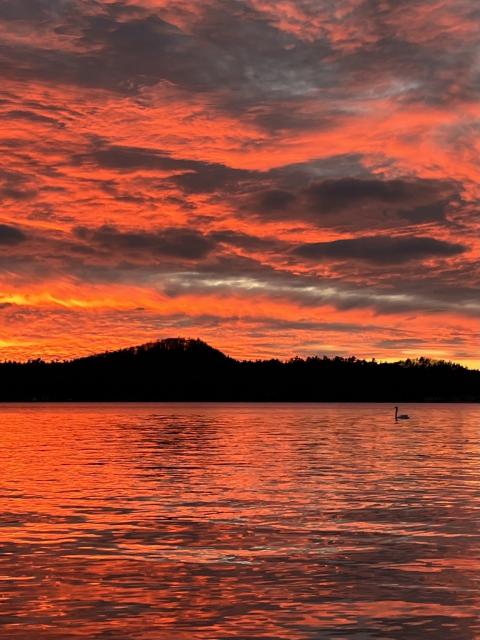 From 1 year ago today…a sunset that reached down and surrounded me. A dramatic sunset featuring vibrant orange and red clouds reflected on a serene body of water, with a silhouette of a distant hill and a swan swimming in the foreground.