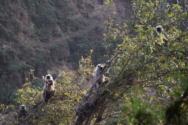 a group of grey langurs in a tree near a riverbank. one of the monkeys is holding on to a branch from which it has pulled most of the leaves