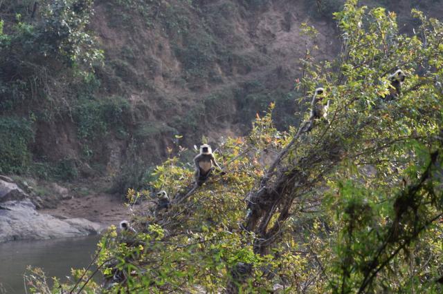 a zoomed in photo of a group of langurs. one is looking towards the camera