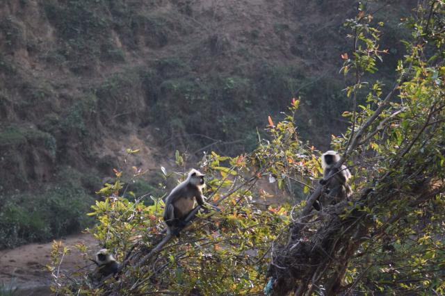 the same group of langurs. one has turned to its left, giving a good view of its profile and facial hair that resemble sideburns