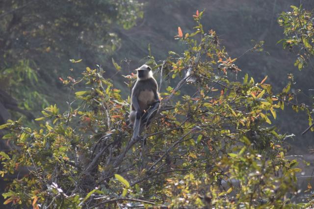 a zoomed in shot of a single langur sitting in the tree's highest branches. it is looking to its right and seems thoughtful